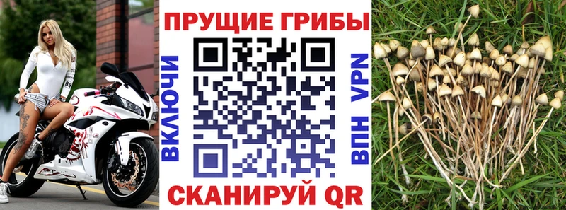 Купить закладки  Тихвин  Псилоцибиновые грибы прущие грибы 